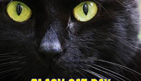 NATIONAL BLACK CAT DAY - OCTOBER 27TH - List Of National Days