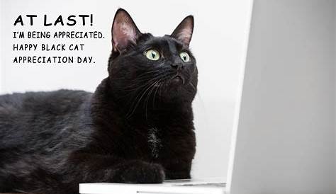 Meow! It's National Black Cat Day! | Orthodontic Blog | myorthodontists