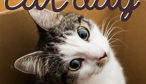 October 29 is National Cat Day!!! | Orthodontic Blog | myorthodontists.info