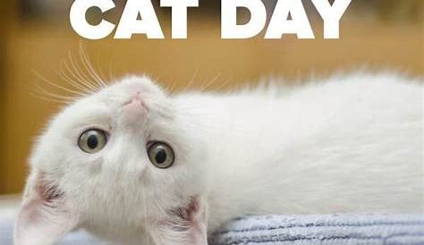 NATIONAL CAT DAY! | National cat day, Cat day, National cat