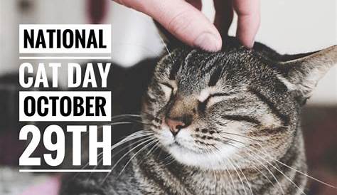 National Cat Day in 2024 | Calendar Labs
