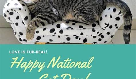 National Cat Day: it's a purr-fect day to celebrate your feline friends