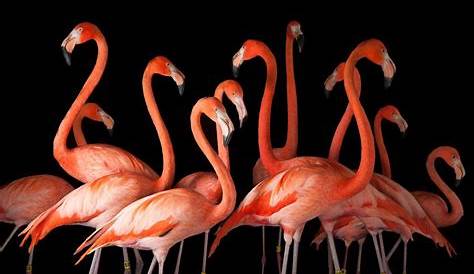 National Geographic - "Flamingo"