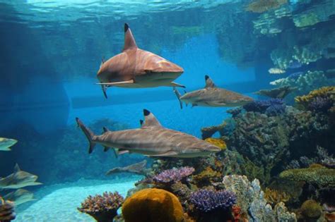 national aquarium baltimore membership