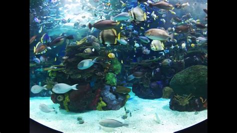 national aquarium live cams