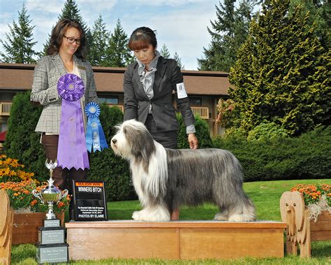 national bearded collie club of america