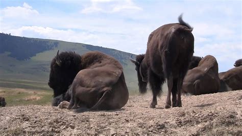national bison range missoula