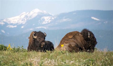 national bison range montana fees