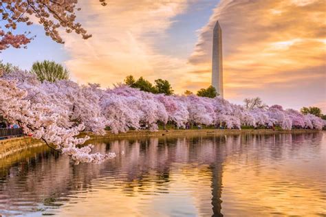 national cherry blossom festival 2024 date