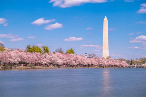 national cherry blossom festival tidal basin