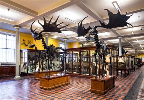 national museum of ireland - natural history