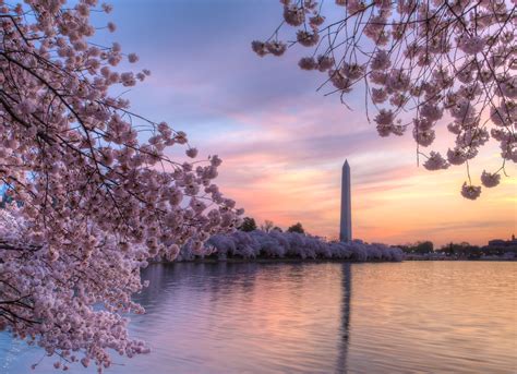 national park cherry blossom