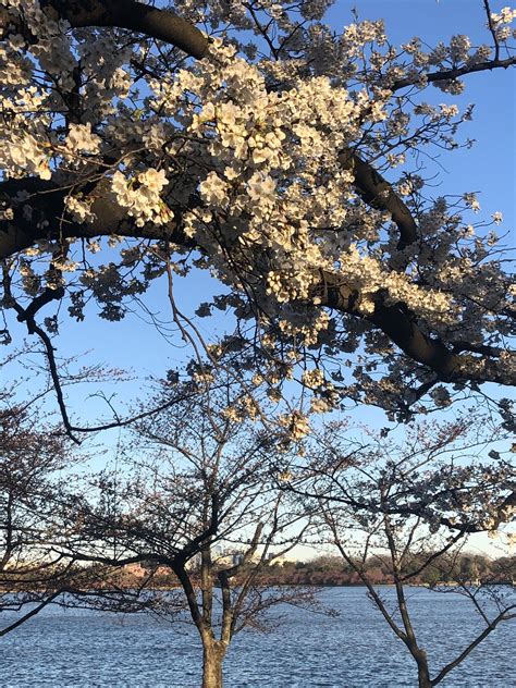 national park service cherry blossom cut down
