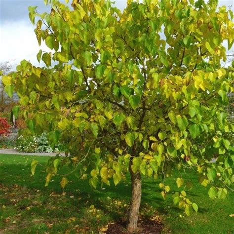 national tree of afghanistan