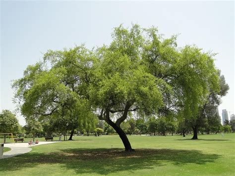 national tree of qatar