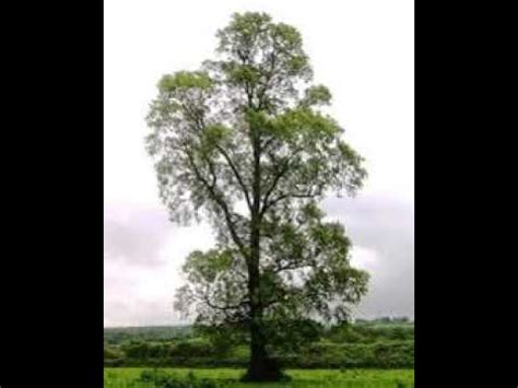 national tree of tajikistan