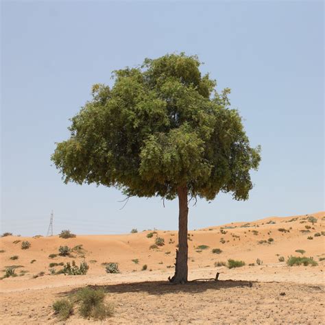 national tree of the uae