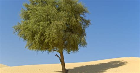 national tree of united arab emirates