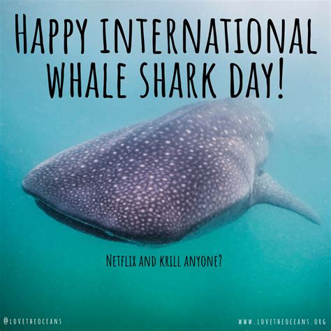 national whale day 2023