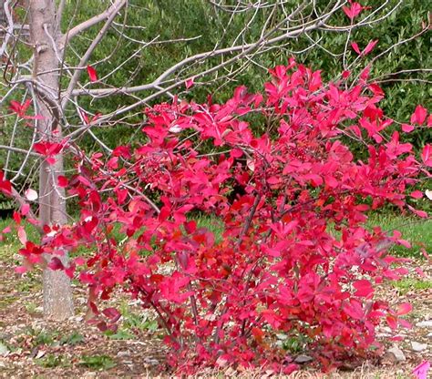 native alternatives to burning bush