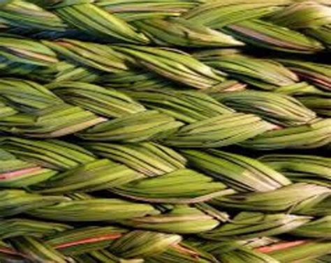 native american sweet grass seeds