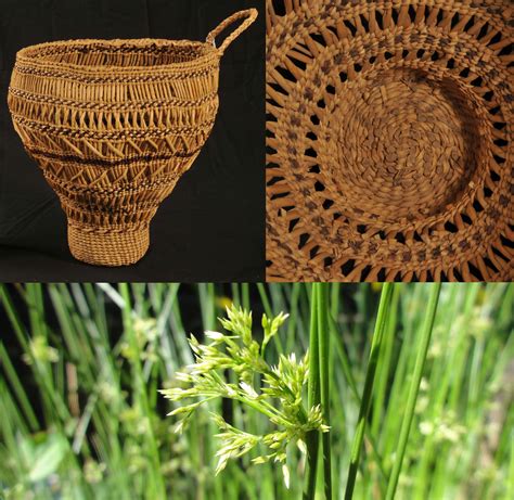 Native Basket For Plants