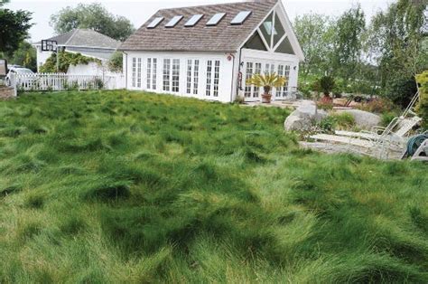 native grass sod