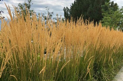 Native Grasses Of Oklahoma