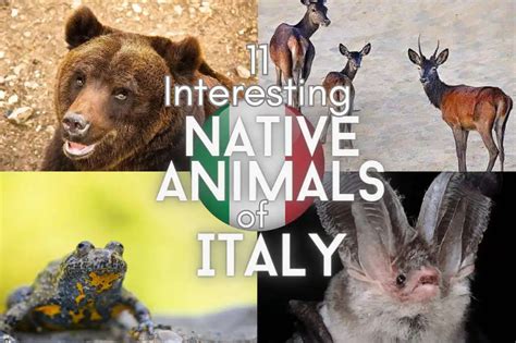 native italy animals