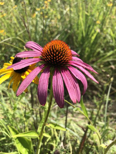 Native Ohio Flowers For Bees