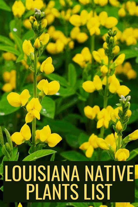 native plants for southwest louisiana