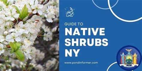 Native Shrubs New York