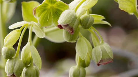 Native Shrubs Plants Uk