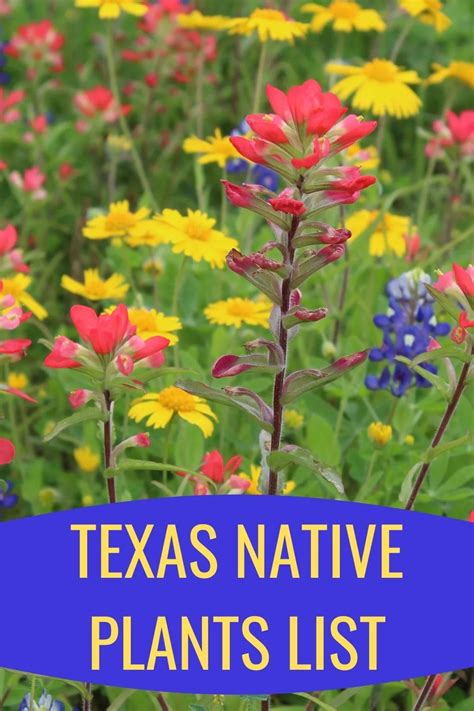natives of texas nursery