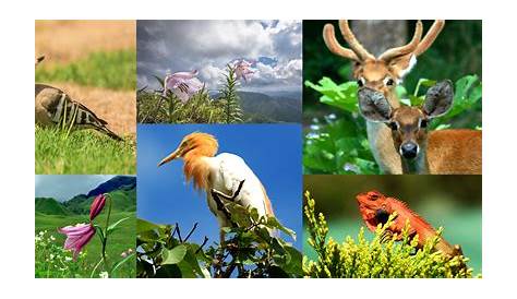 Natural environment: Classification of fauna and flora - CampusSpainX