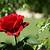 natural red rose
