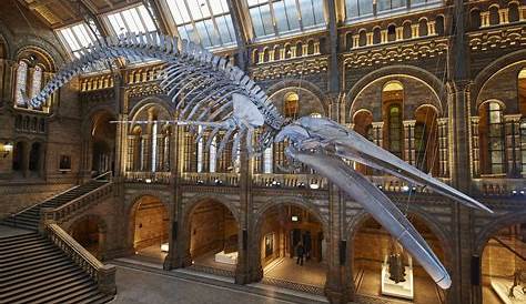 Natural Science Museum Londres Things To Do And See At The In London