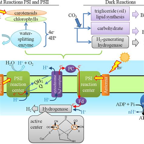 Natural And Artificial Light-Harvesting Systems Utilizing The Functions Of Carotenoids
