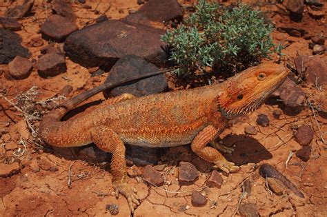 natural bearded dragon habitat