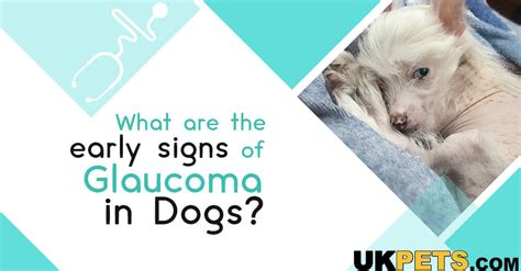 Natural Cures For Dog Glaucoma