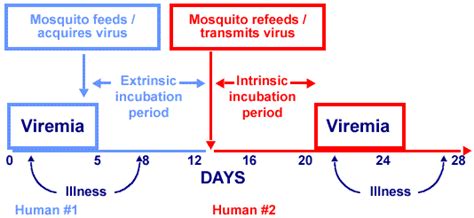 natural history of dengue fever
