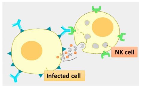 natural killer cells are activated by