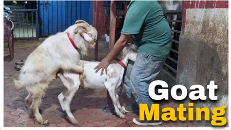 natural mating in goats