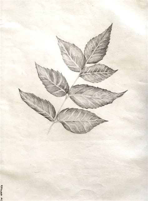 Natural Objects For Idea Development
