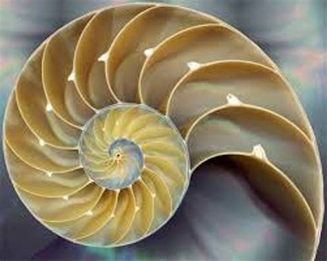 Natural Objects With Fibonacci Numbers