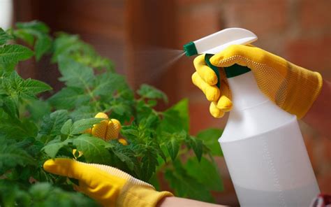 natural pesticides for plants