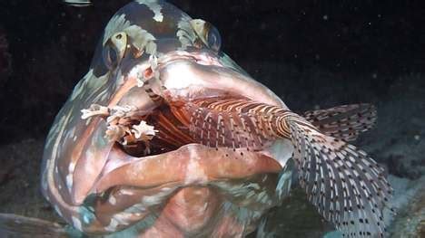 natural predators of lionfish