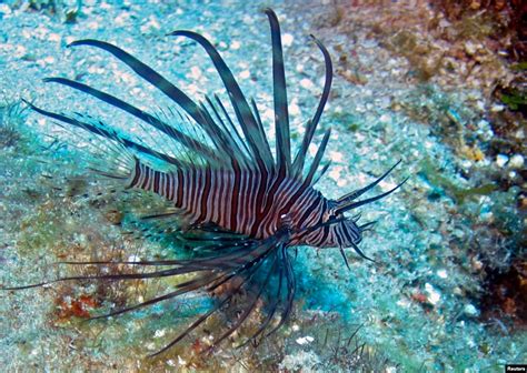 natural predators of lionfish in indo pacific
