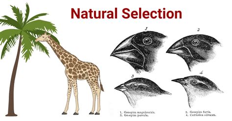 Natural Selection In Evolution Examples