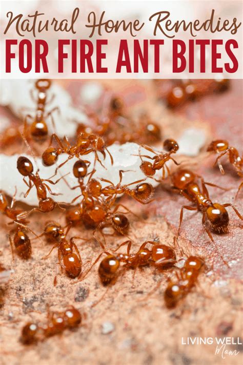 natural treatment for fire ants